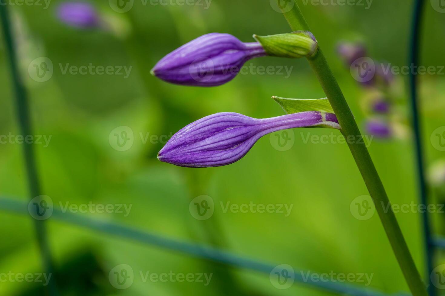 the purple Hostas are getting ready to open photo