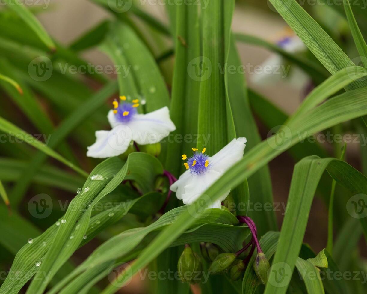 two small white Widows Tears blooms in the front garden photo