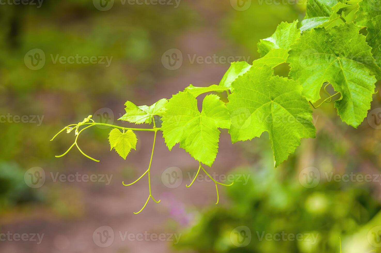 a fresh branch with green leaves in the forest photo