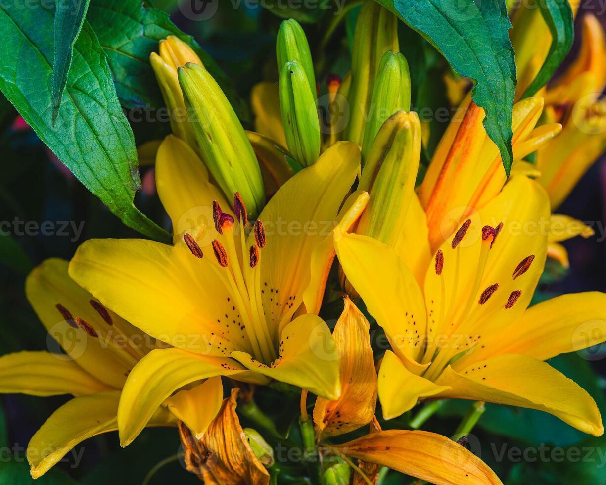a large cluster of bright yellow lilies in the back garden photo
