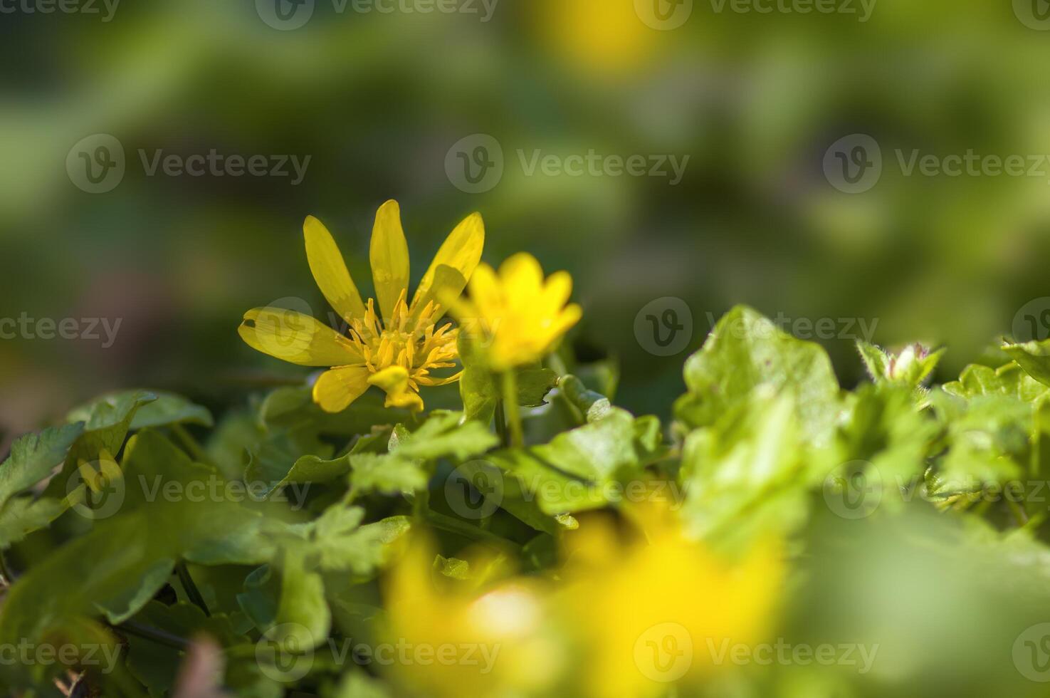 a soft flower blossom in a nature garden photo