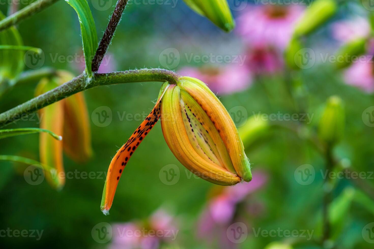 the first Tiger Lily of the season is about to open up photo