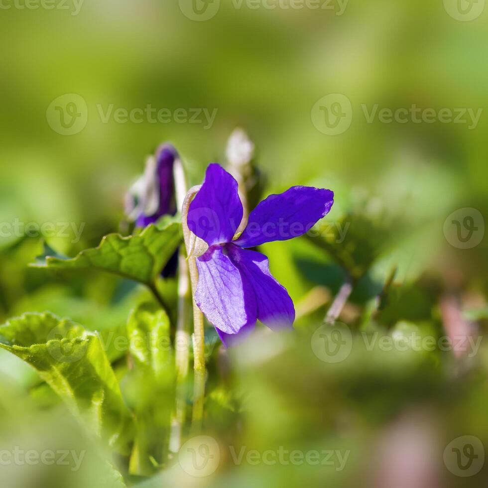a soft flower blossom in a nature garden photo