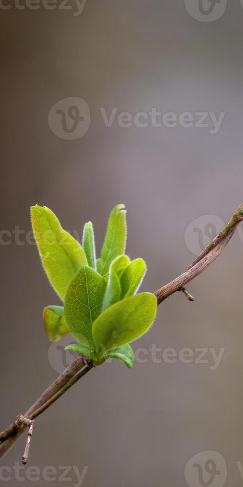 a fresh branch with green leaves in the forest photo