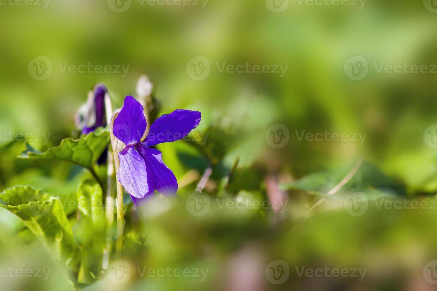 a soft flower blossom in a nature garden photo