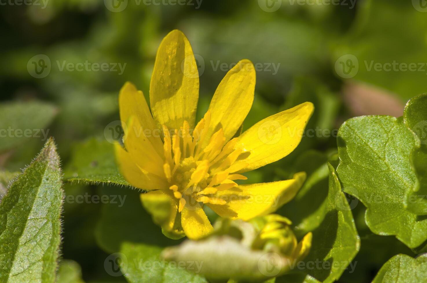 a soft flower blossom in a nature garden photo