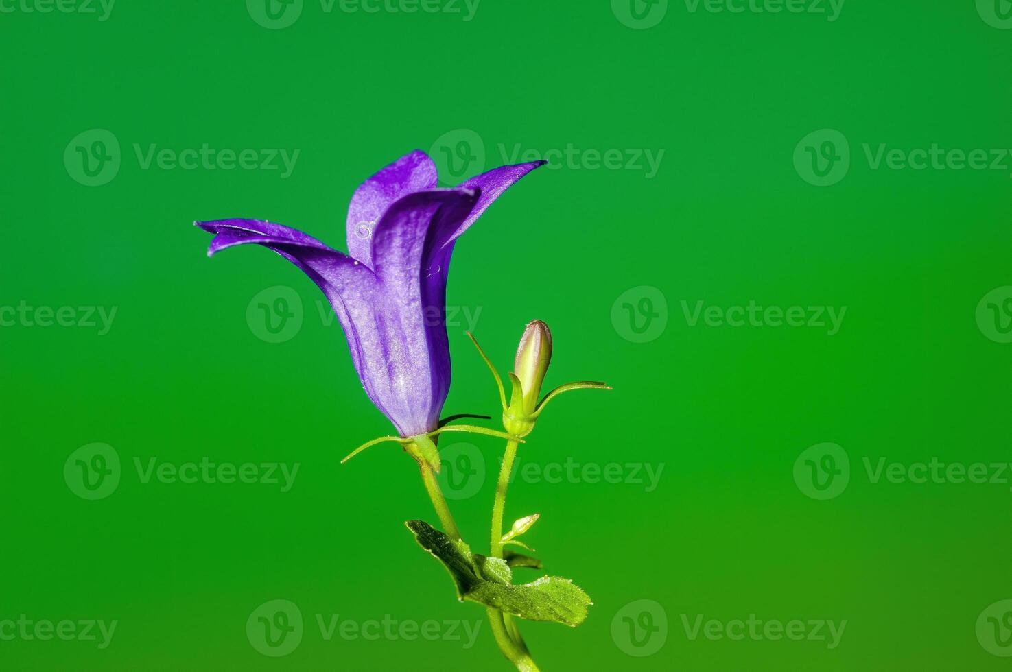 un suave flor florecer en un naturaleza jardín foto