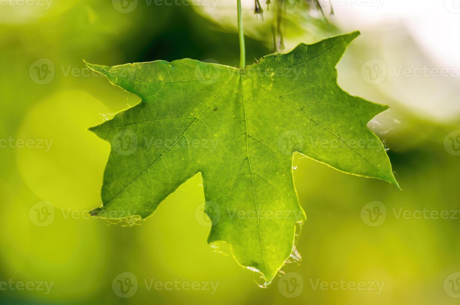 a fresh branch with green leaves in the forest photo