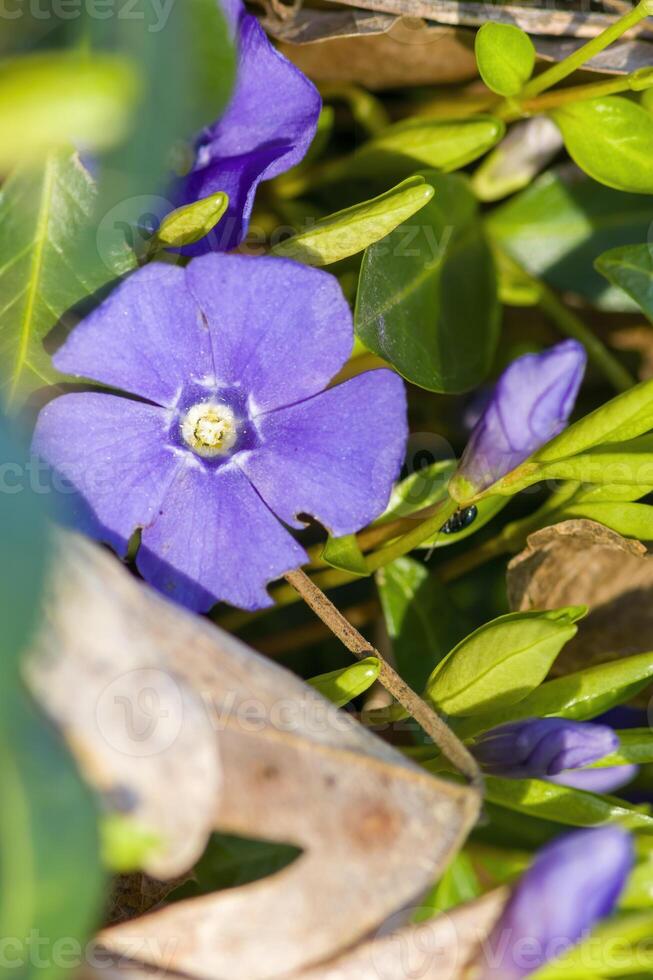 un suave flor florecer en un naturaleza jardín foto