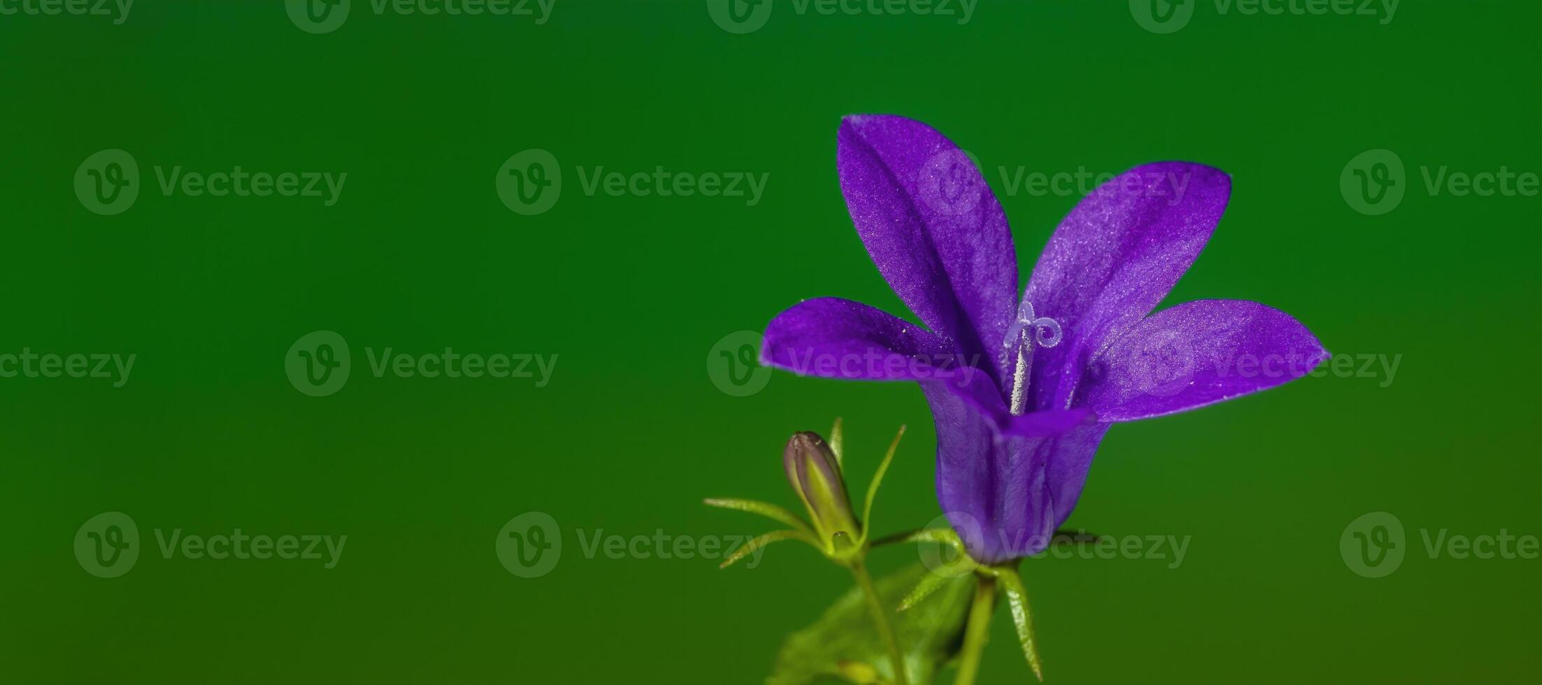 un suave flor florecer en un naturaleza jardín foto