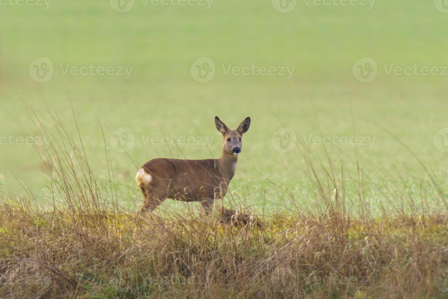 one beautiful deer doe standing on a meadow in autumn photo