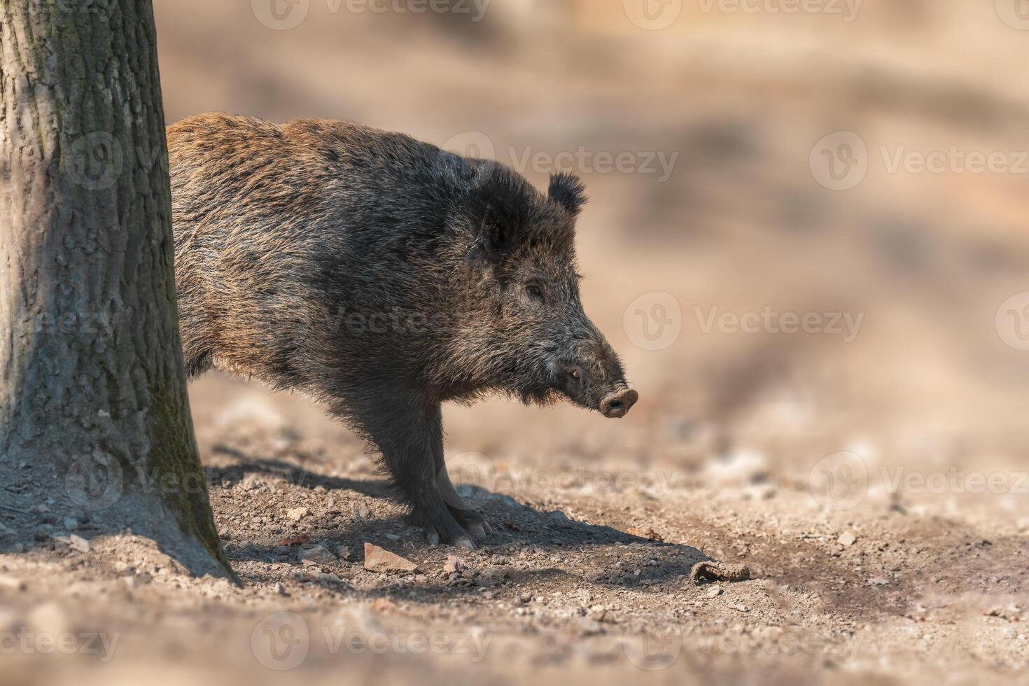 a wild boar in a deciduous forest in autumn photo