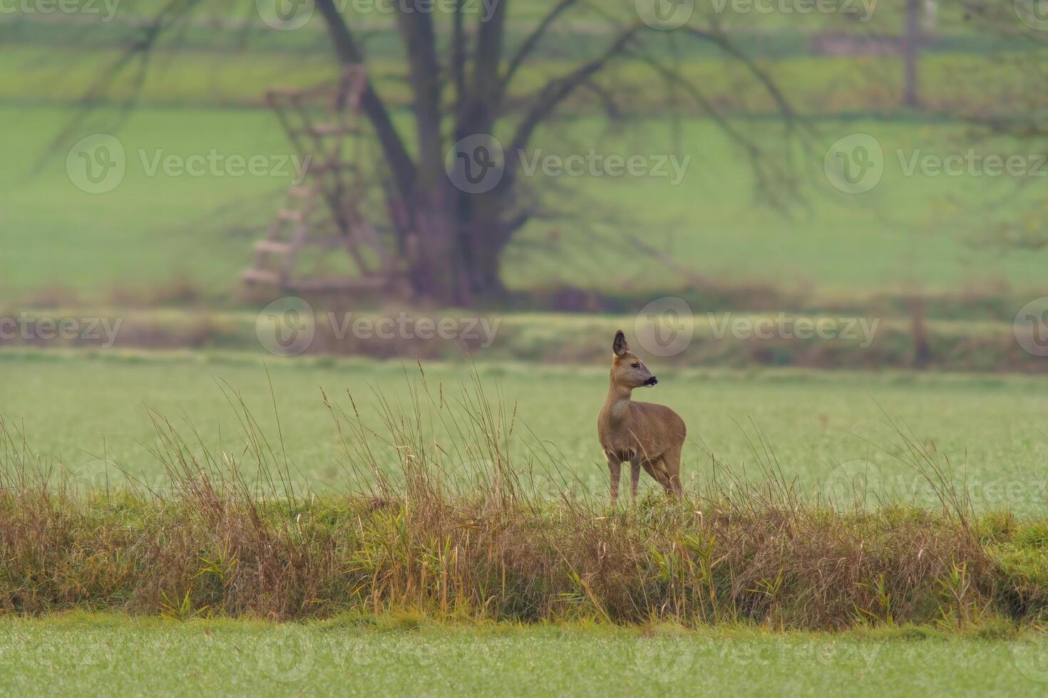 one beautiful deer doe standing on a meadow in autumn photo