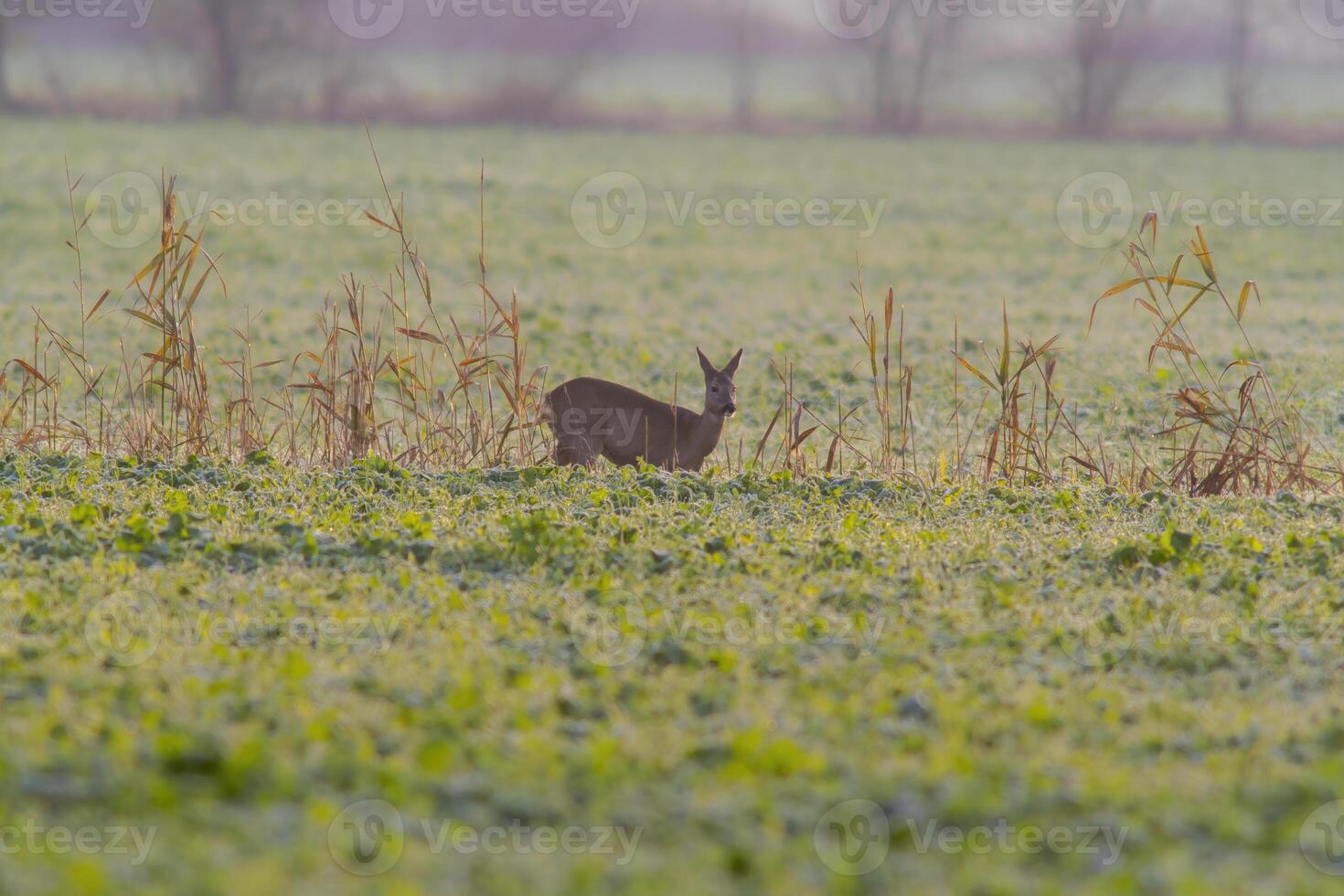 one beautiful deer doe standing on a meadow in autumn photo