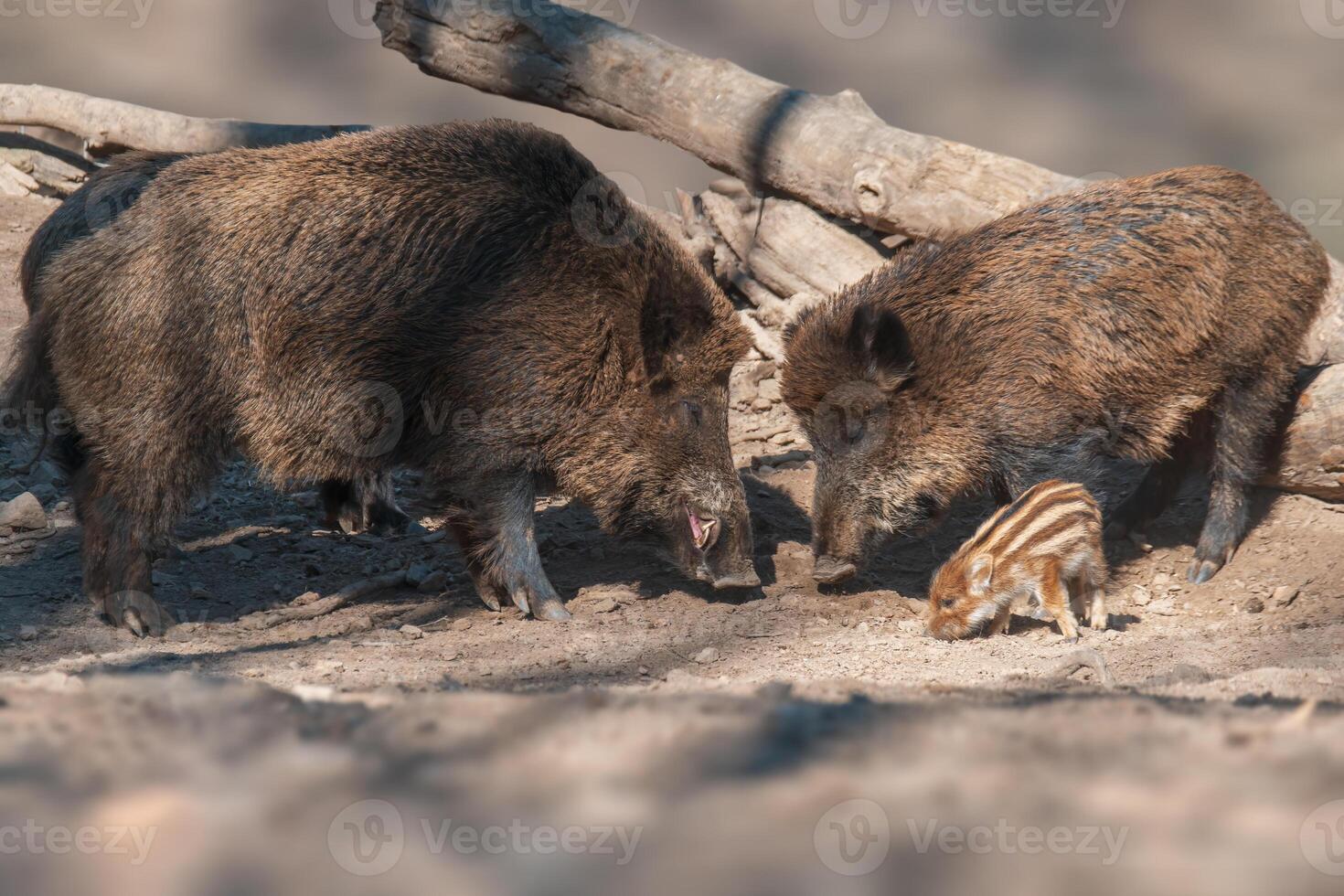 wild boar family in a deciduous forest in spring photo