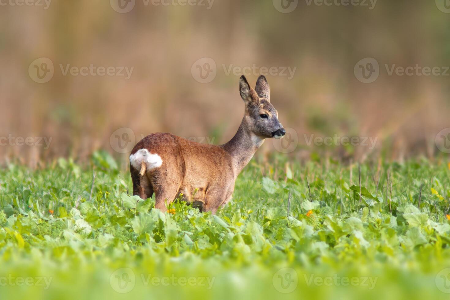 one beautiful doe doe standing on a green field in spring photo