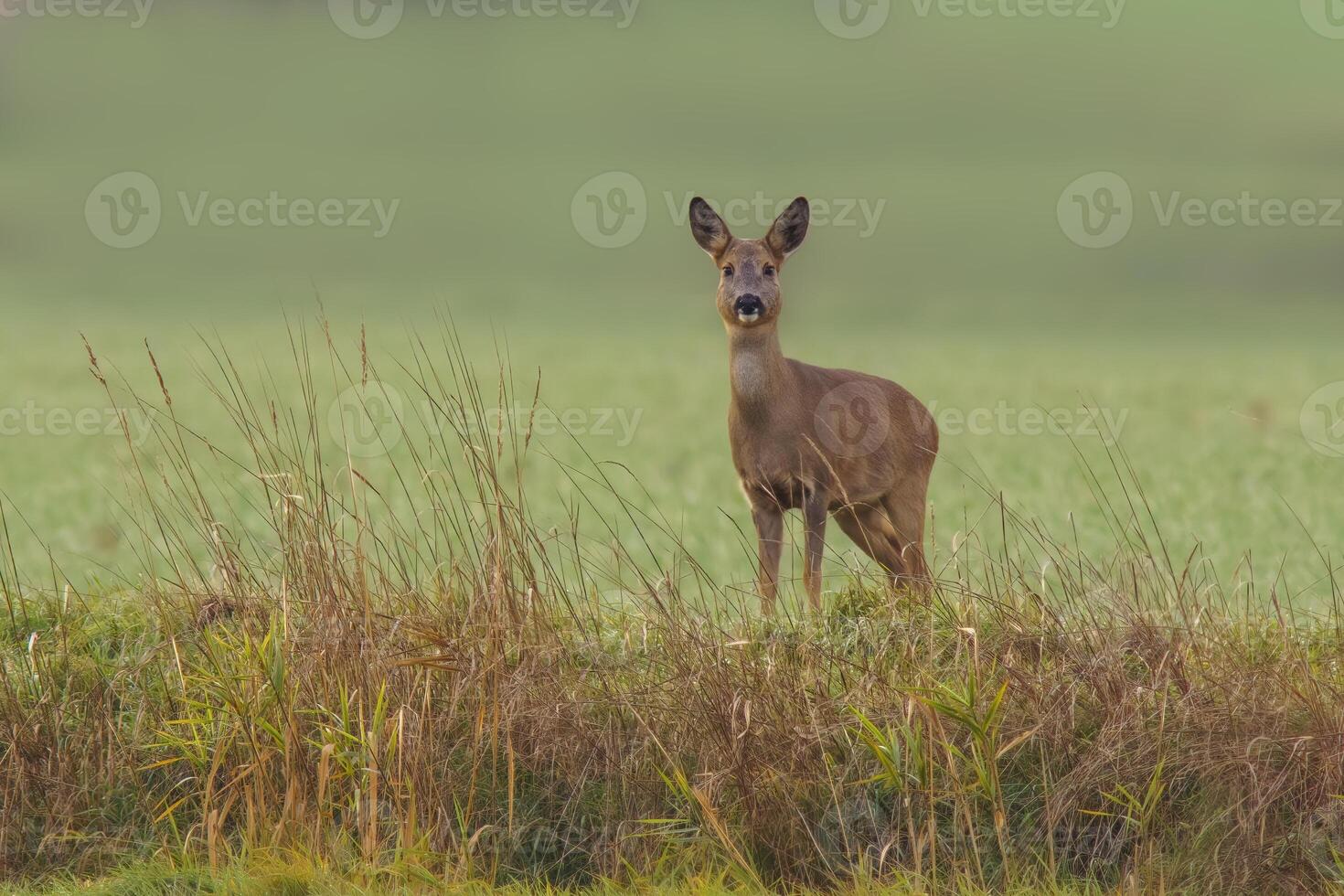 one beautiful deer doe standing on a meadow in autumn photo