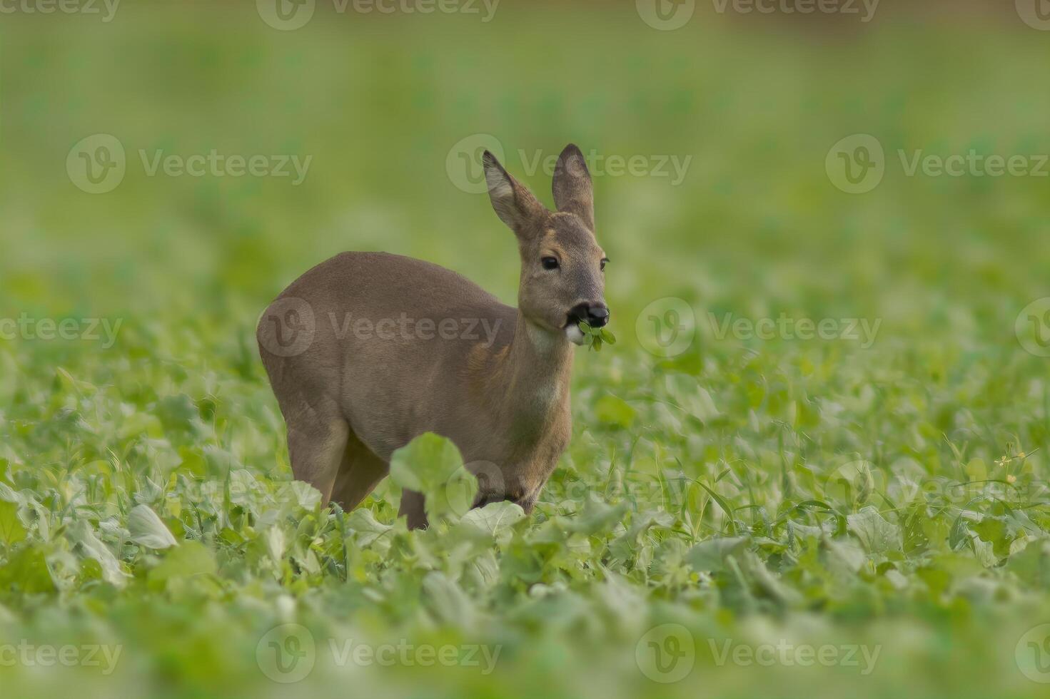 one beautiful doe doe standing on a green field in spring photo