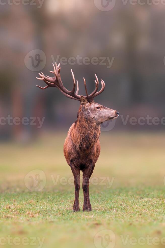 uno hermoso rojo ciervo dólar soportes en un prado foto