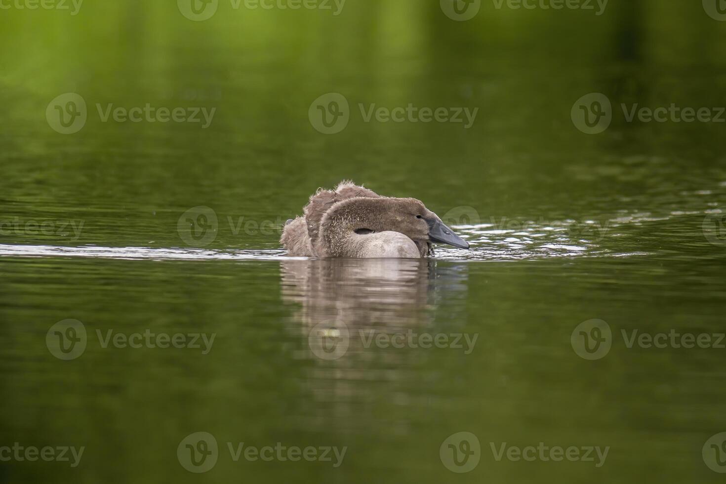 un joven cisne nada esmeradamente en un estanque foto