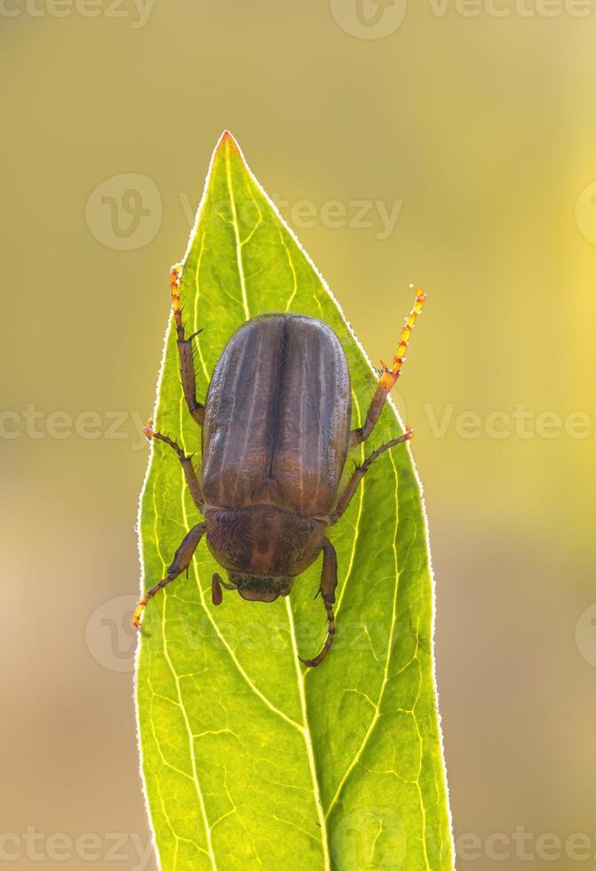 June bug sits on a green leaf photo
