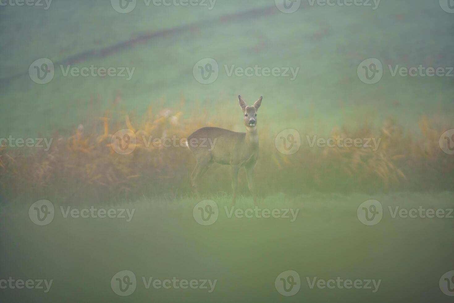 one young roebuck hides in a meadow in summer photo