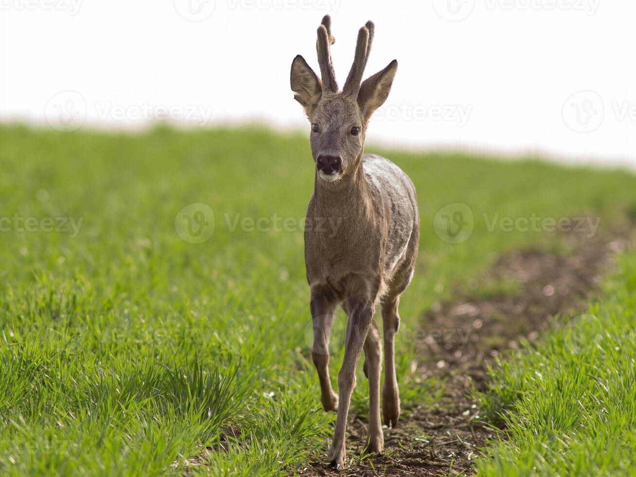 one young roebuck stands on a green field in spring photo