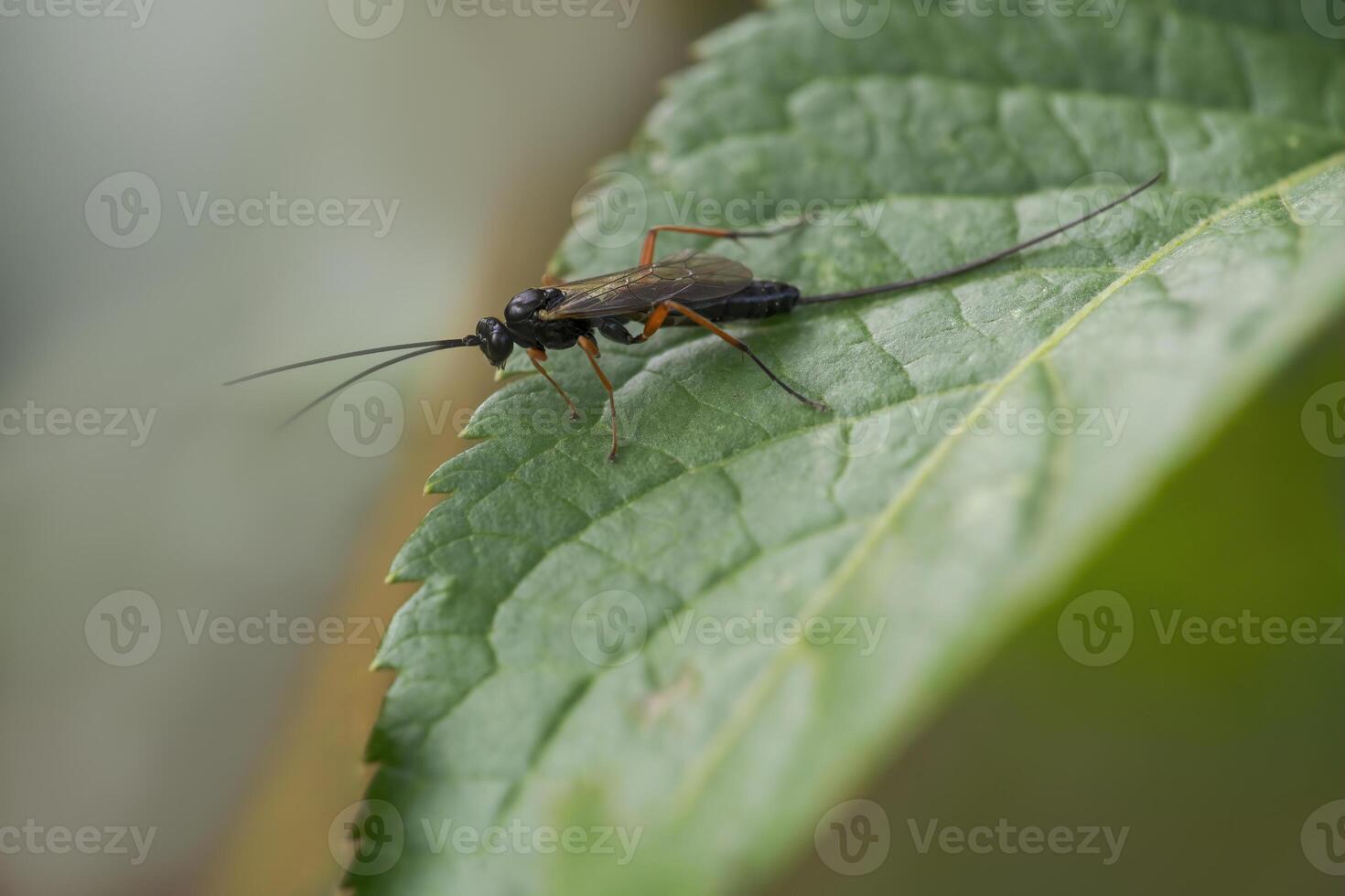 wasp sits on a leaf and nibbles honeydew from aphids photo