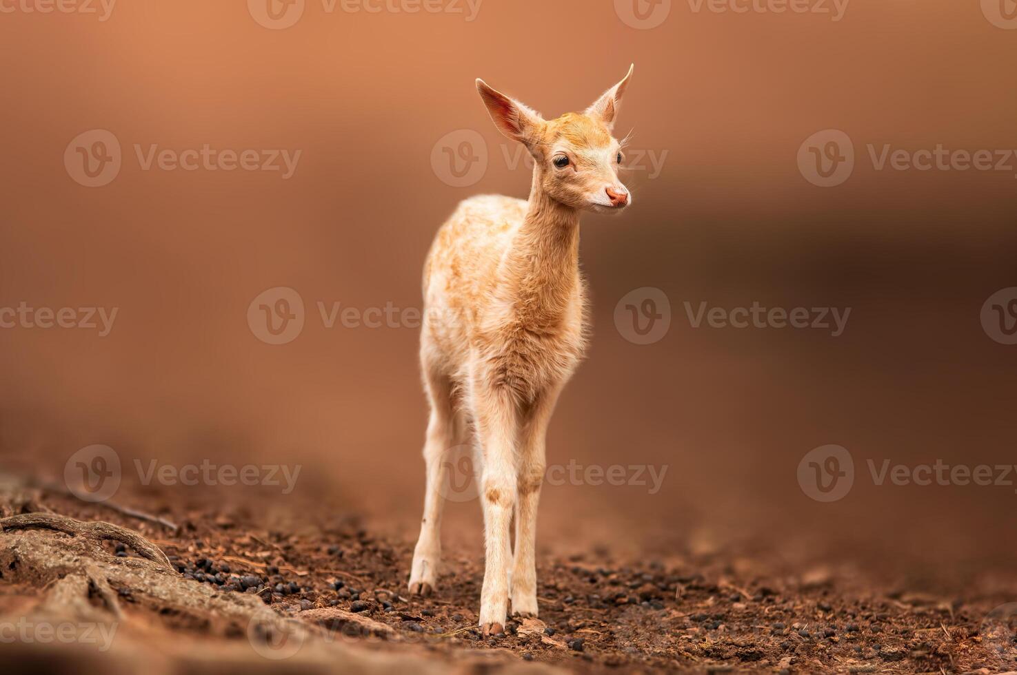 one young fallow deer calf explores the forest photo