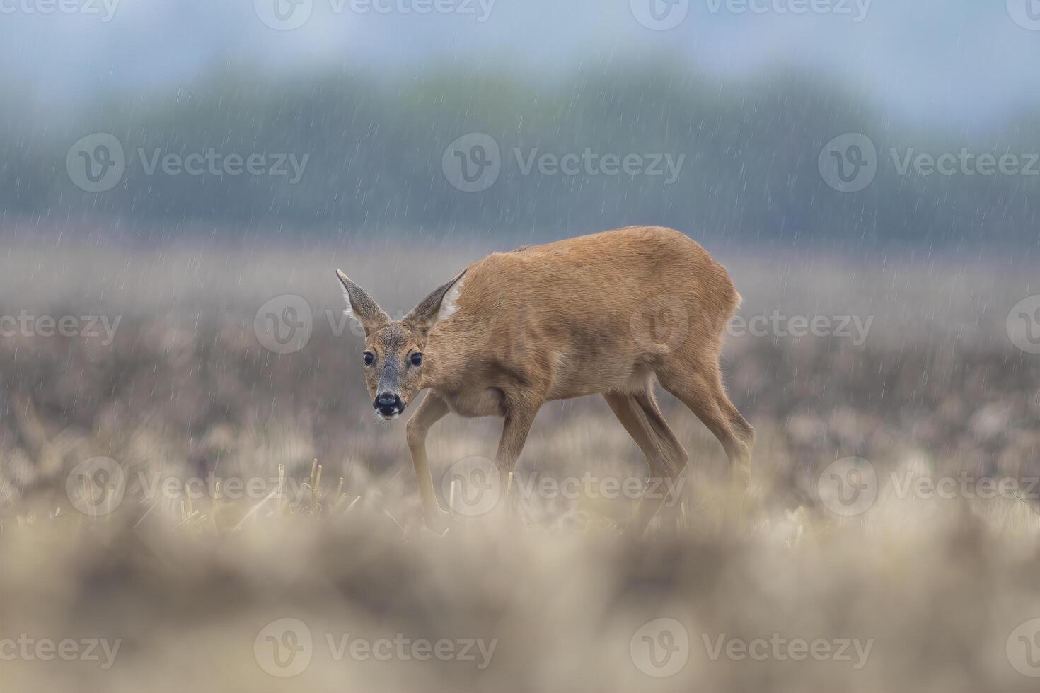 one beautiful deer doe standing on a harvested field in autumn photo