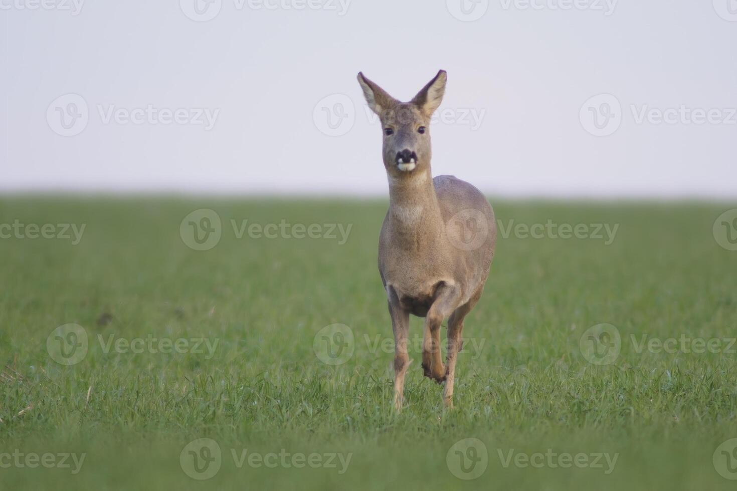 one beautiful doe doe standing on a green field in spring photo