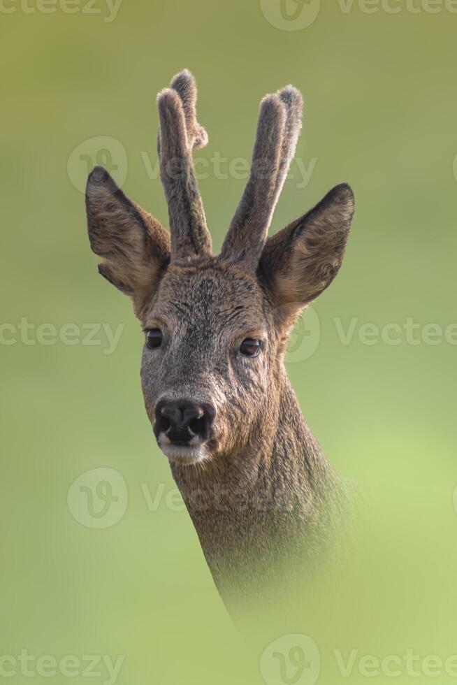 one portrait of a pretty roebuck in summer photo