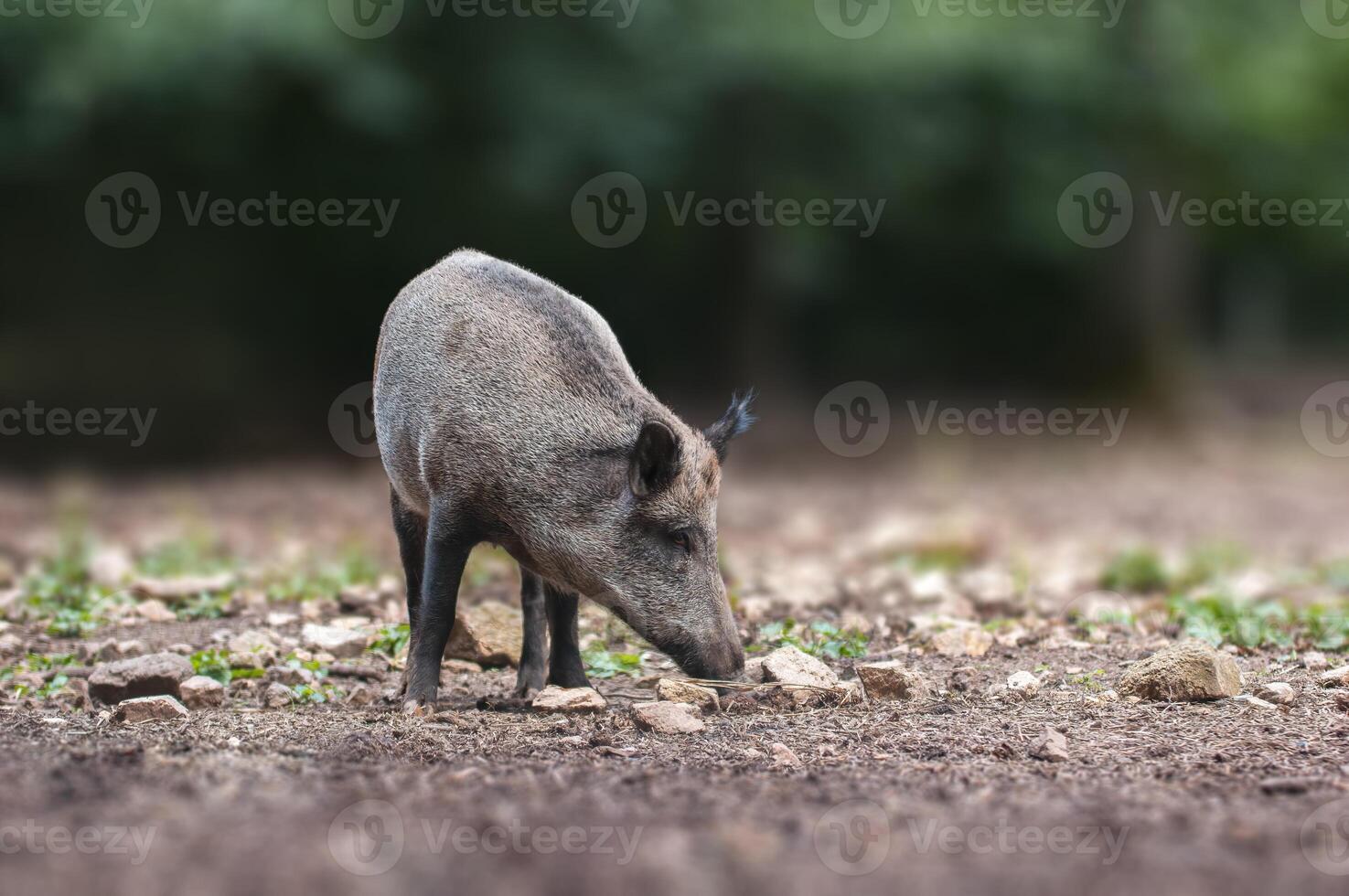 a wild boar in a deciduous forest in autumn photo