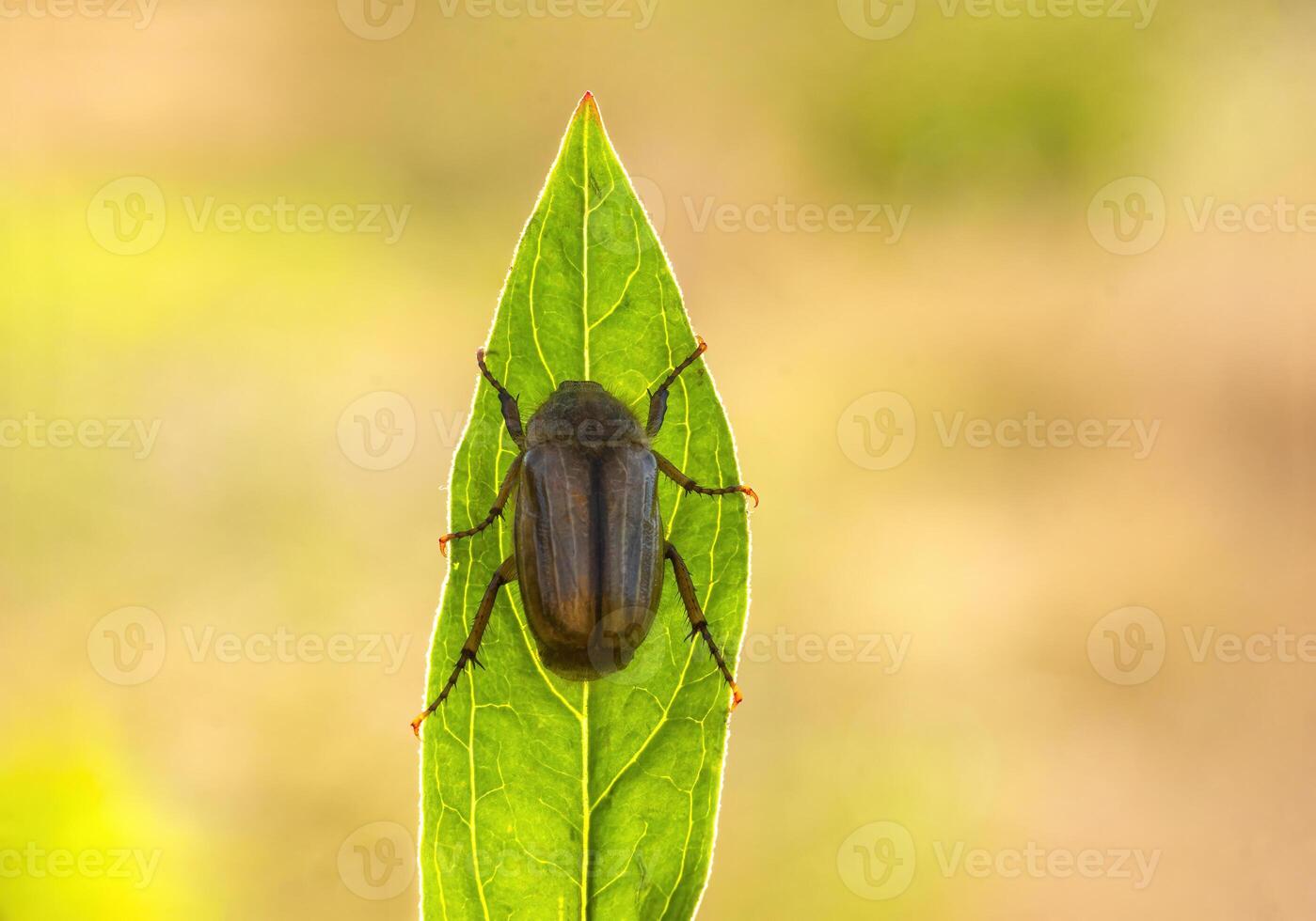 June bug sits on a green leaf photo