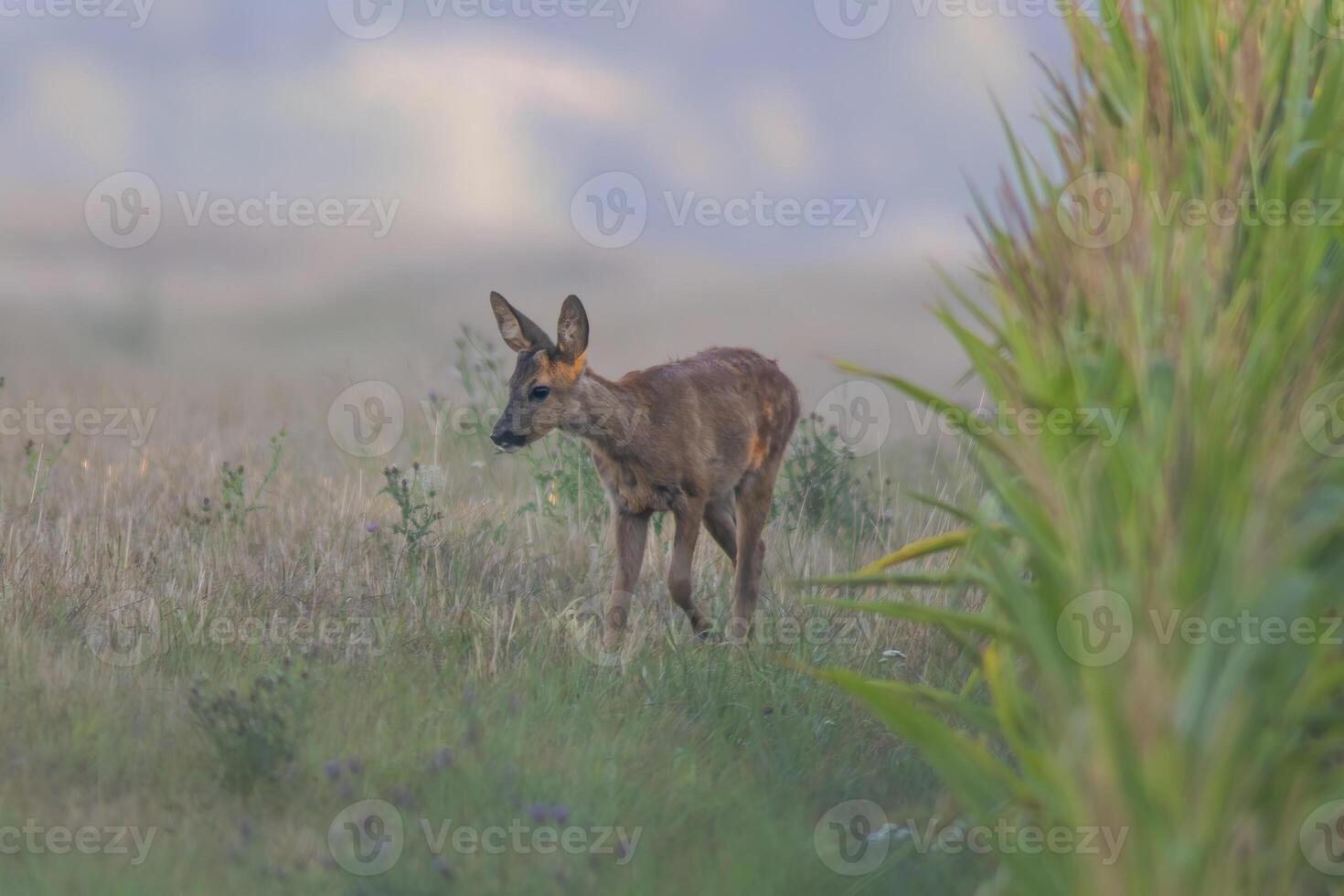 one young roebuck looks out of a cornfield in summer photo