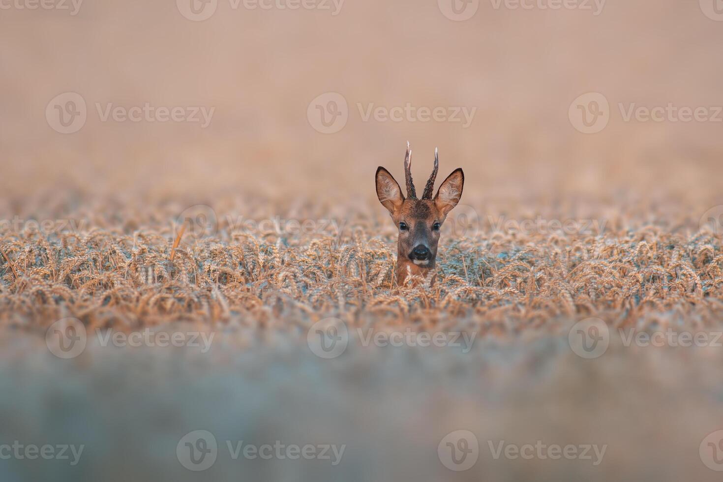 one young roebuck looking out of a wheat field in summer photo