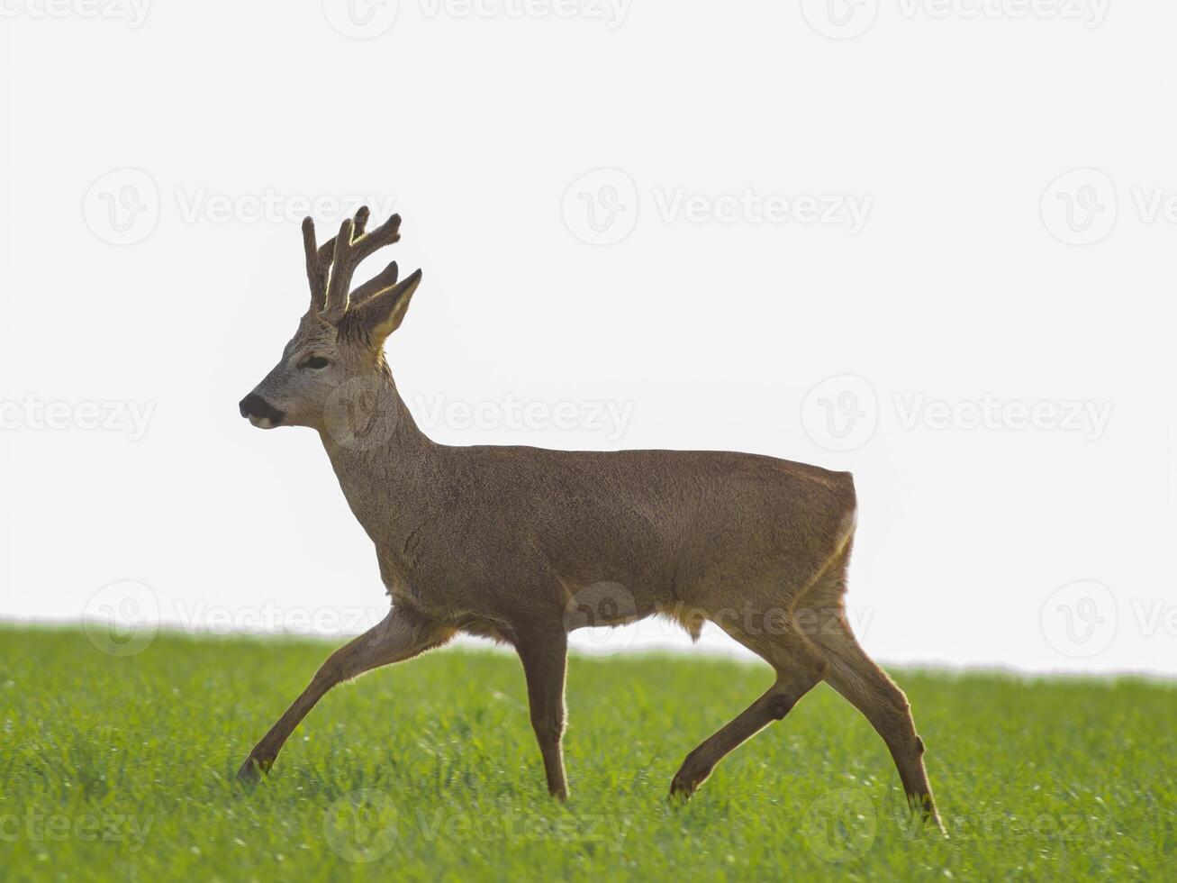 one young roebuck stands on a green field in spring photo