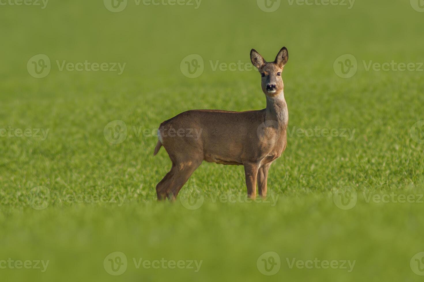 one beautiful doe doe standing on a green field in spring photo