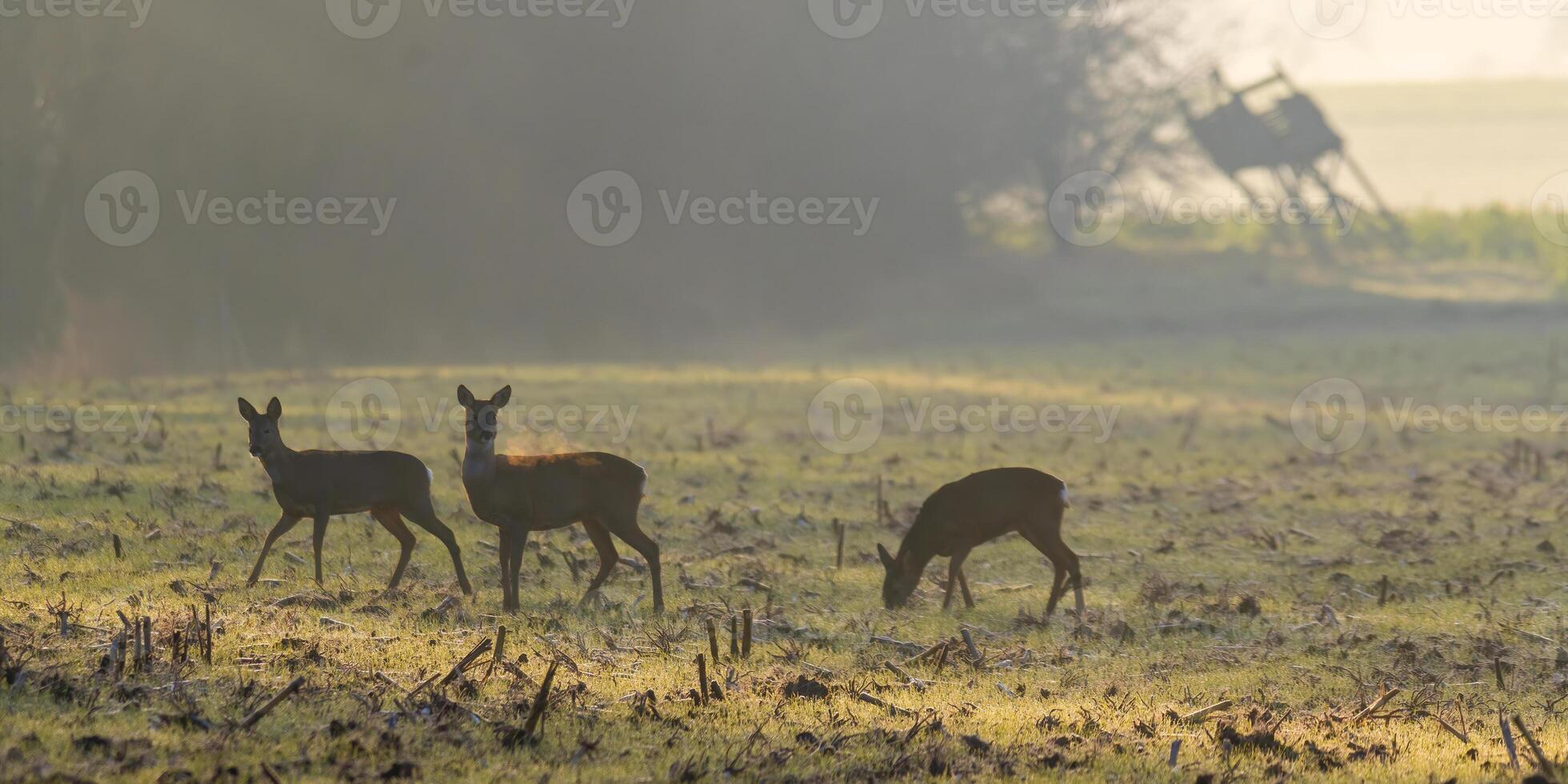 group of roe deer in a field in autumn photo