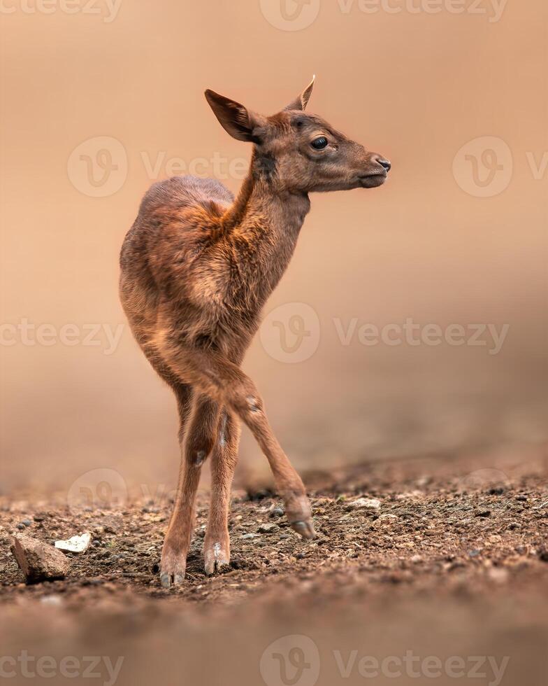 one young red deer doe stands in a forest photo