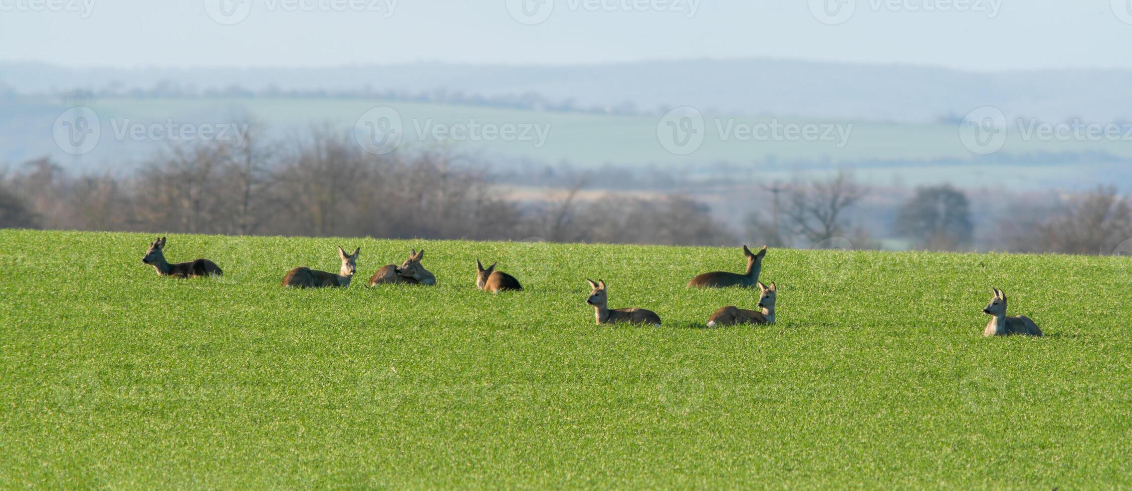 a group of deer in a field in spring photo