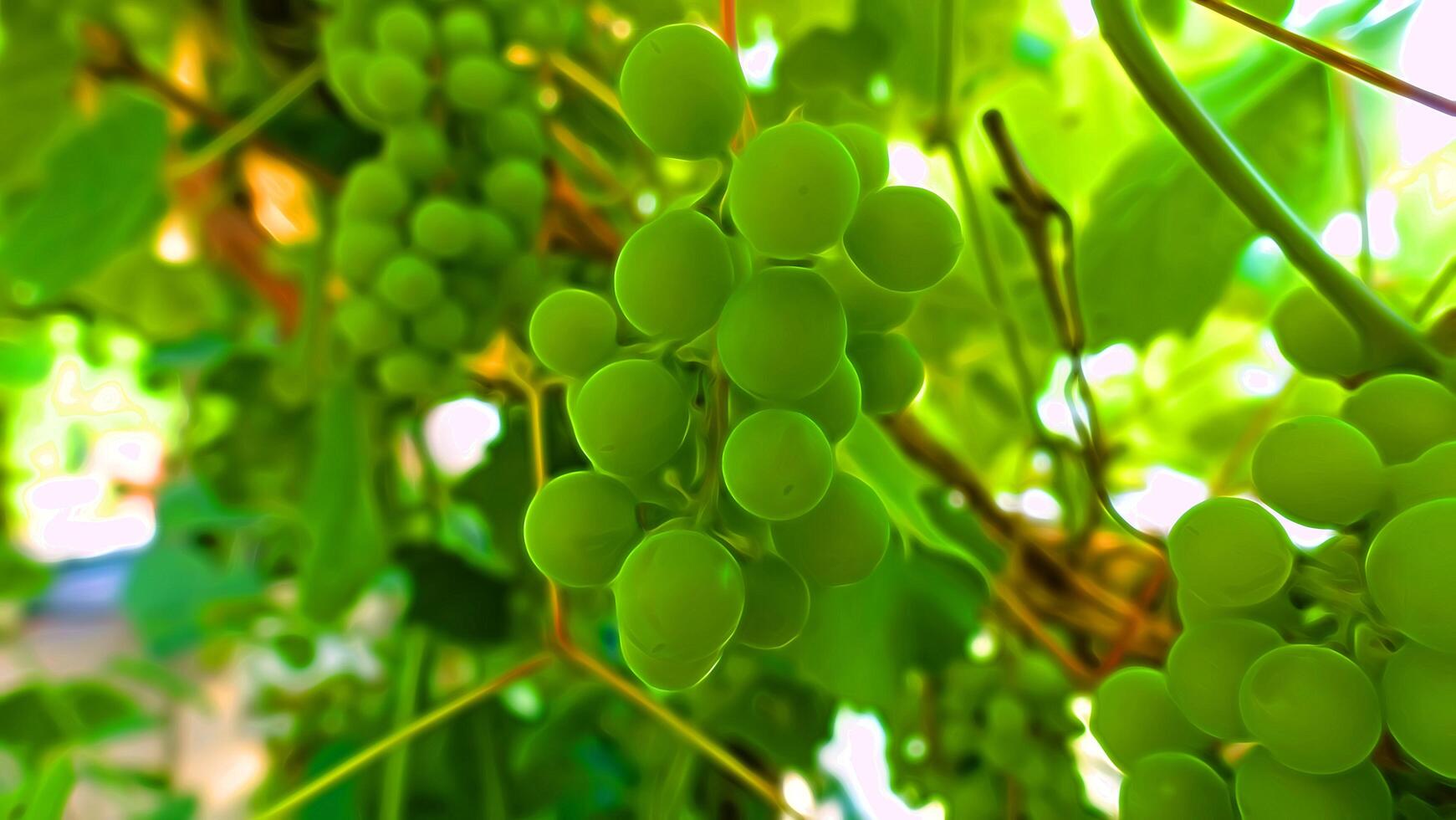 Digital painting style that represents unripe bunches of grapes immersed in the leaves photo