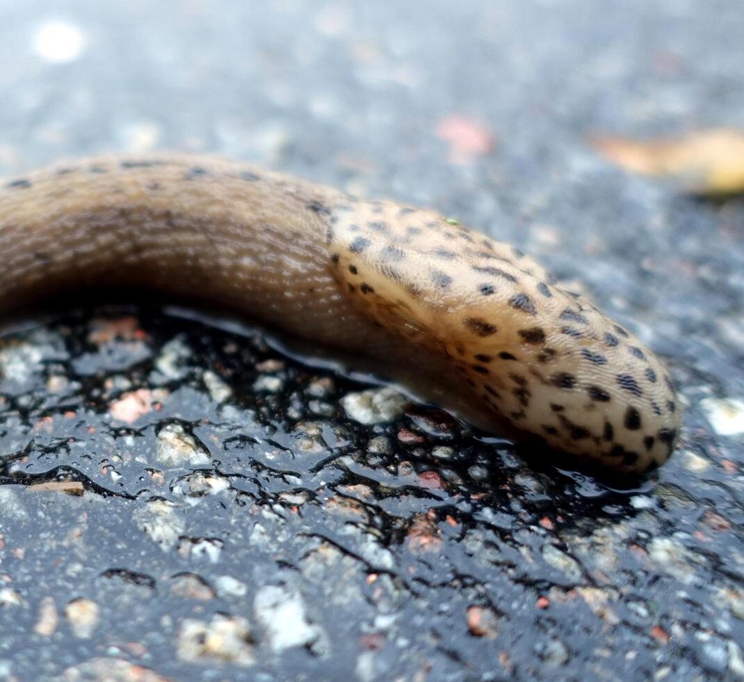 a giant gardenslug quiet strip at the edge of the forest photo