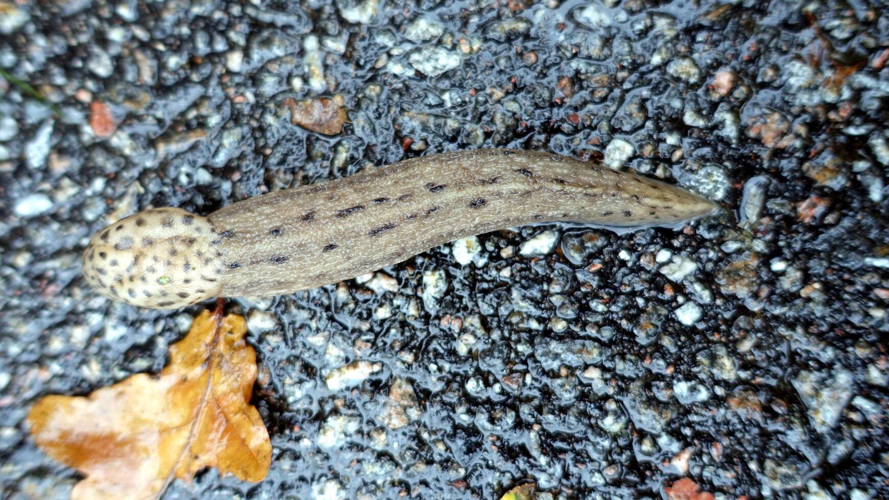 a giant gardenslug quiet strip at the edge of the forest photo
