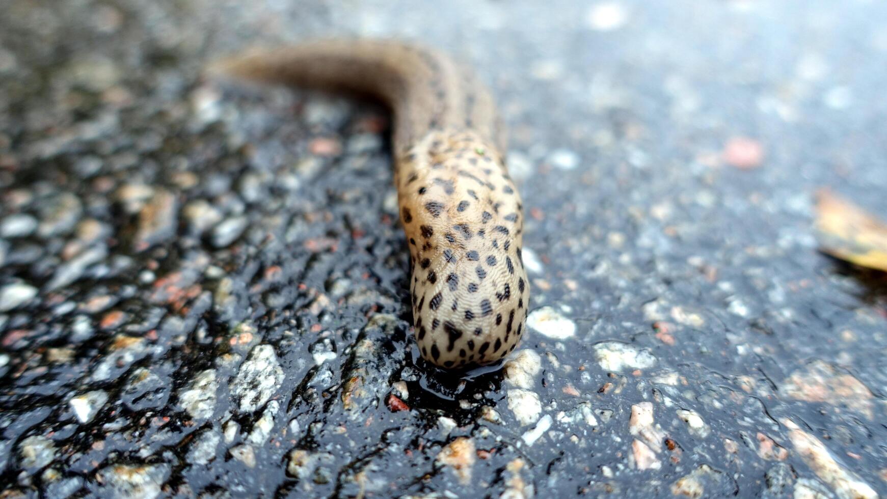 a giant gardenslug quiet strip at the edge of the forest photo