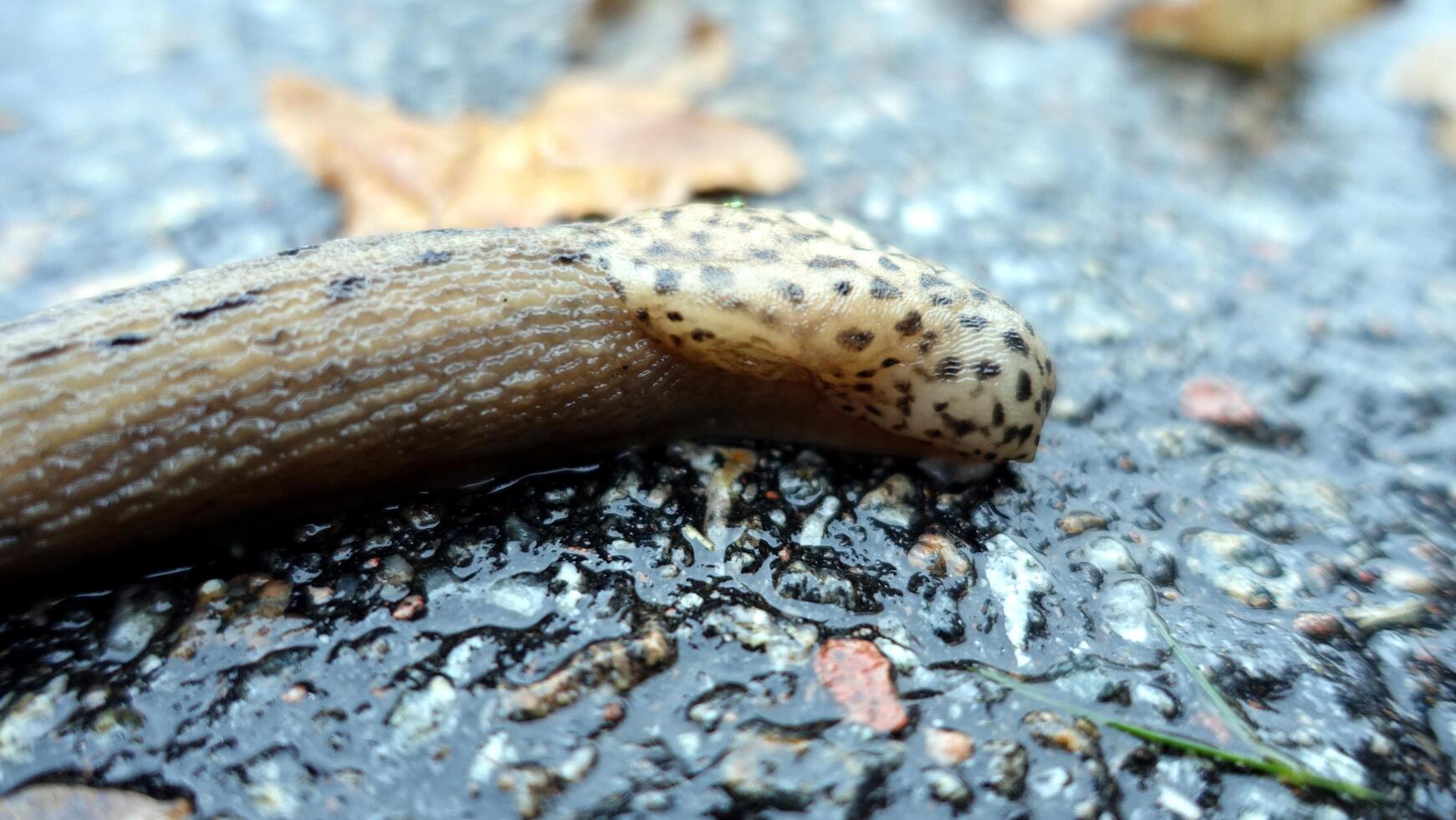 a giant gardenslug quiet strip at the edge of the forest photo