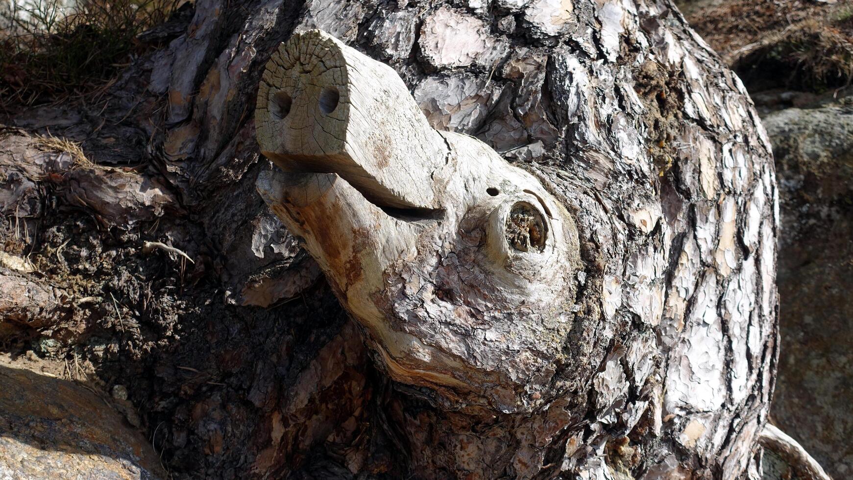 a pig's head comes out of a tree trunk photo