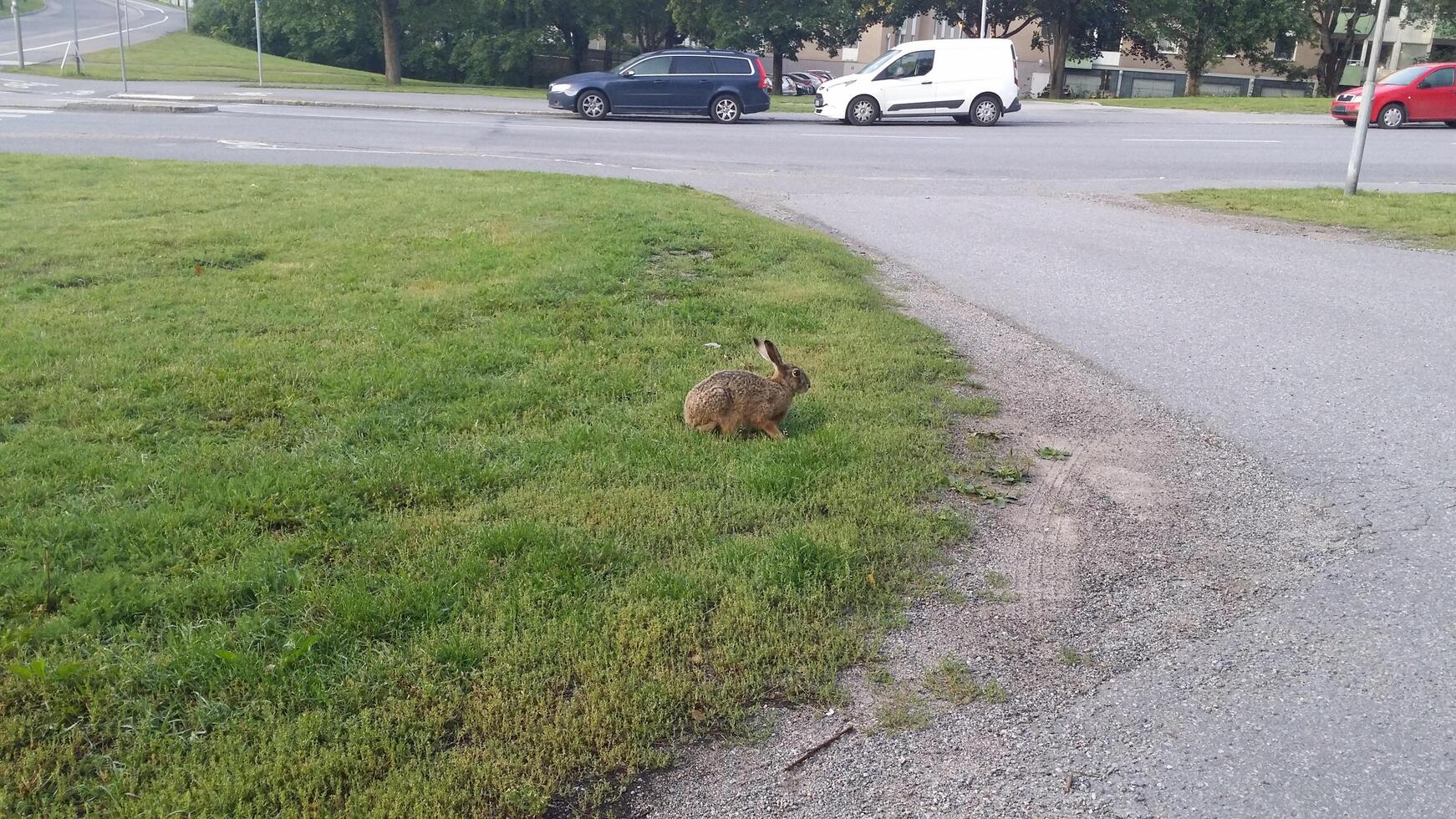 a hare at the intersection of a city street photo