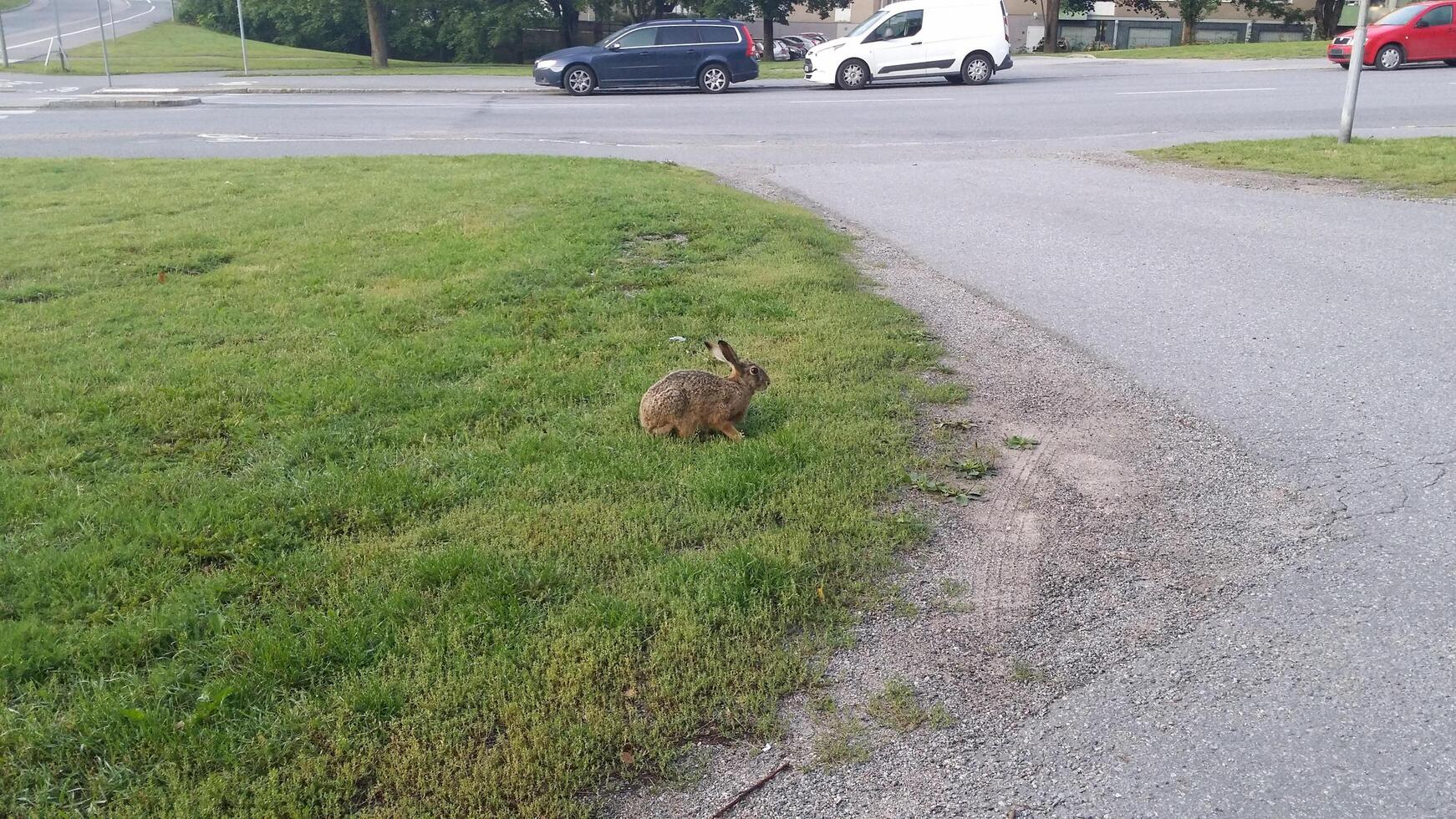 a hare at the intersection of a city street photo