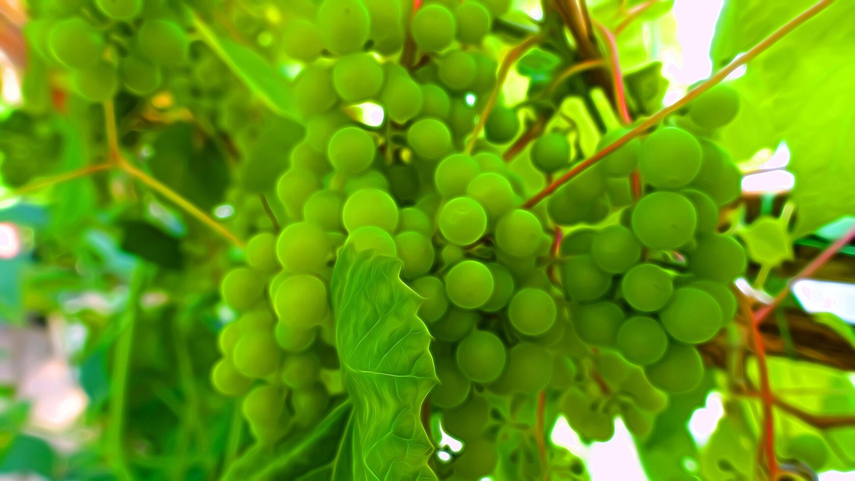 Digital painting style that represents unripe bunches of grapes immersed in the leaves photo